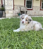 Blanco, a male Miniature Australian Shepherd for sale in Azle, TX – Photo 3 of 8