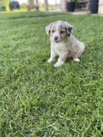 Blanco, a male Miniature Australian Shepherd for sale in Azle, TX – Photo 1 of 8