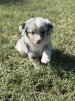 Jessi, a female Miniature Australian Shepherd for sale in Azle, TX – Photo 3 of 7