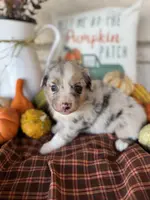 Jessi, a female Miniature Australian Shepherd for sale in Azle, TX – Photo 4 of 7