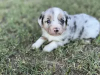 Jessi, a female Miniature Australian Shepherd for sale in Azle, TX – Photo 2 of 7