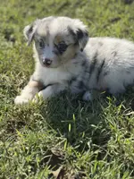 Jessi, a female Miniature Australian Shepherd for sale in Azle, TX – Photo 6 of 7