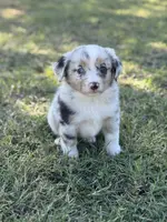 Jessi, a female Miniature Australian Shepherd for sale in Azle, TX – Photo 1 of 7