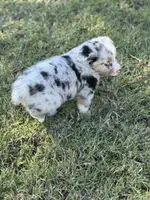 Jessi, a female Miniature Australian Shepherd for sale in Azle, TX – Photo 7 of 7