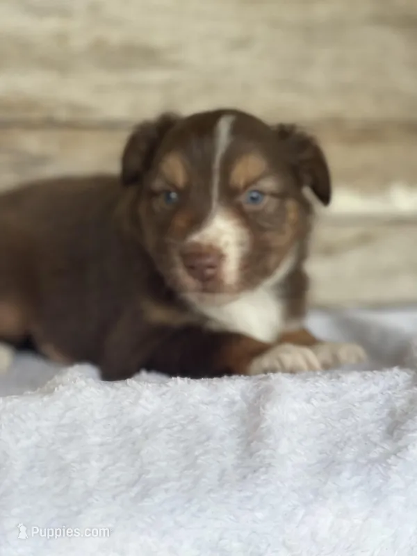 Kaiser, a male Miniature Australian Shepherd for sale in Azle, TX – Photo 1 of 7