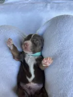 Kaiser, a male Miniature Australian Shepherd for sale in Azle, TX – Photo 5 of 7