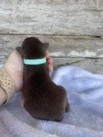 Kaiser, a male Miniature Australian Shepherd for sale in Azle, TX – Photo 4 of 7