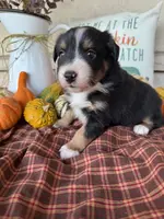 Jax, a male Miniature Australian Shepherd for sale in Azle, TX – Photo 2 of 10