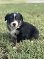 Jax, a male Miniature Australian Shepherd for sale in Azle, TX – Photo 4 of 10