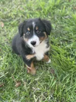 Jax, a male Miniature Australian Shepherd for sale in Azle, TX – Photo 9 of 10
