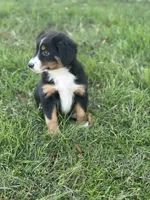 Jax, a male Miniature Australian Shepherd for sale in Azle, TX – Photo 8 of 10
