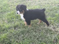 Jax, a male Miniature Australian Shepherd for sale in Azle, TX – Photo 10 of 10