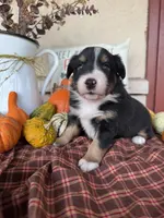 Jax, a male Miniature Australian Shepherd for sale in Azle, TX – Photo 6 of 10