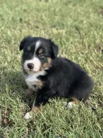Jax, a male Miniature Australian Shepherd for sale in Azle, TX – Photo 7 of 10