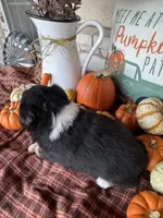 Jax, a male Miniature Australian Shepherd for sale in Azle, TX – Photo 5 of 10