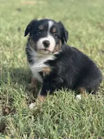 Jax, a male Miniature Australian Shepherd for sale in Azle, TX – Photo 3 of 10