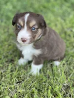 Baird, a male Miniature Australian Shepherd for sale in Azle, TX – Photo 8 of 9