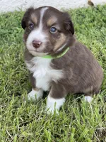 Baird, a male Miniature Australian Shepherd for sale in Azle, TX – Photo 2 of 9