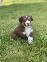 Baird, a male Miniature Australian Shepherd for sale in Azle, TX – Photo 9 of 9