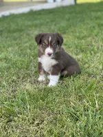 Baird, a male Miniature Australian Shepherd for sale in Azle, TX – Photo 4 of 9