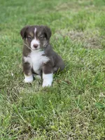 Baird, a male Miniature Australian Shepherd for sale in Azle, TX – Photo 1 of 9