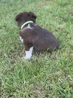 Baird, a male Miniature Australian Shepherd for sale in Azle, TX – Photo 6 of 9