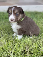 Baird, a male Miniature Australian Shepherd for sale in Azle, TX – Photo 7 of 9