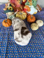 Bee Merle 2, a male Miniature Australian Shepherd for sale in Azle, TX – Photo 2 of 4