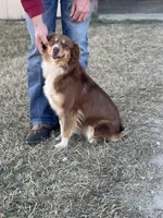 Burnett, a male Miniature Australian Shepherd for sale in Azle, TX – Photo 8 of 8