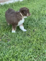 Burnett, a male Miniature Australian Shepherd for sale in Azle, TX – Photo 6 of 8