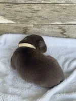 Burnett, a male Miniature Australian Shepherd for sale in Azle, TX – Photo 5 of 8