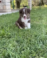 Burnett, a male Miniature Australian Shepherd for sale in Azle, TX – Photo 1 of 8