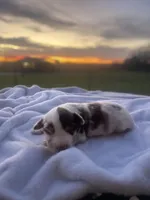 Kingston, a male Miniature Australian Shepherd for sale in Azle, TX – Photo 6 of 8