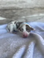 Kingston, a male Miniature Australian Shepherd for sale in Azle, TX – Photo 5 of 8