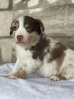 Kingston, a male Miniature Australian Shepherd for sale in Azle, TX – Photo 3 of 8