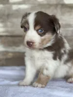 Kingston, a male Miniature Australian Shepherd for sale in Azle, TX – Photo 2 of 8