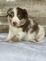 Kingston, a male Miniature Australian Shepherd for sale in Azle, TX – Photo 7 of 8