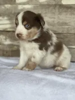 Kingston, a male Miniature Australian Shepherd for sale in Azle, TX – Photo 4 of 8