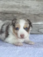 Kiwi, a female Miniature Australian Shepherd for sale in Azle, TX – Photo 6 of 7