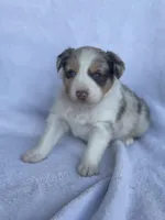 Kiwi, a female Miniature Australian Shepherd for sale in Azle, TX – Photo 7 of 7