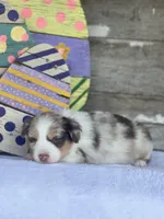 Kiwi, a female Miniature Australian Shepherd for sale in Azle, TX – Photo 3 of 7
