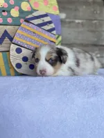 Kiwi, a female Miniature Australian Shepherd for sale in Azle, TX – Photo 1 of 7