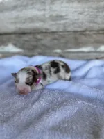 Kiwi, a female Miniature Australian Shepherd for sale in Azle, TX – Photo 4 of 7