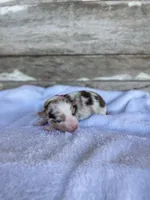 Kiwi, a female Miniature Australian Shepherd for sale in Azle, TX – Photo 5 of 7