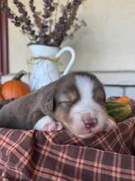 Bently, a male Miniature Australian Shepherd for sale in Azle, TX – Photo 2 of 3