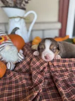Bently, a male Miniature Australian Shepherd for sale in Azle, TX – Photo 3 of 3