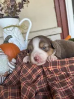 Bently, a male Miniature Australian Shepherd for sale in Azle, TX – Photo 1 of 3