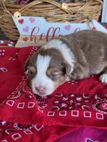 Kyle, a male Miniature Australian Shepherd for sale in Azle, TX – Photo 4 of 9