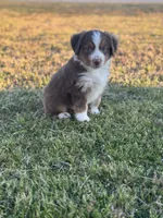 Kyle, a male Miniature Australian Shepherd for sale in Azle, TX – Photo 2 of 9