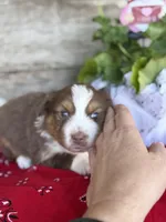 Kyle, a male Miniature Australian Shepherd for sale in Azle, TX – Photo 6 of 9
